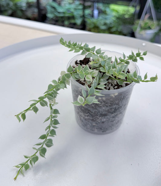 Dischidia ruscifolia ‘Million Hearts’ Variegated