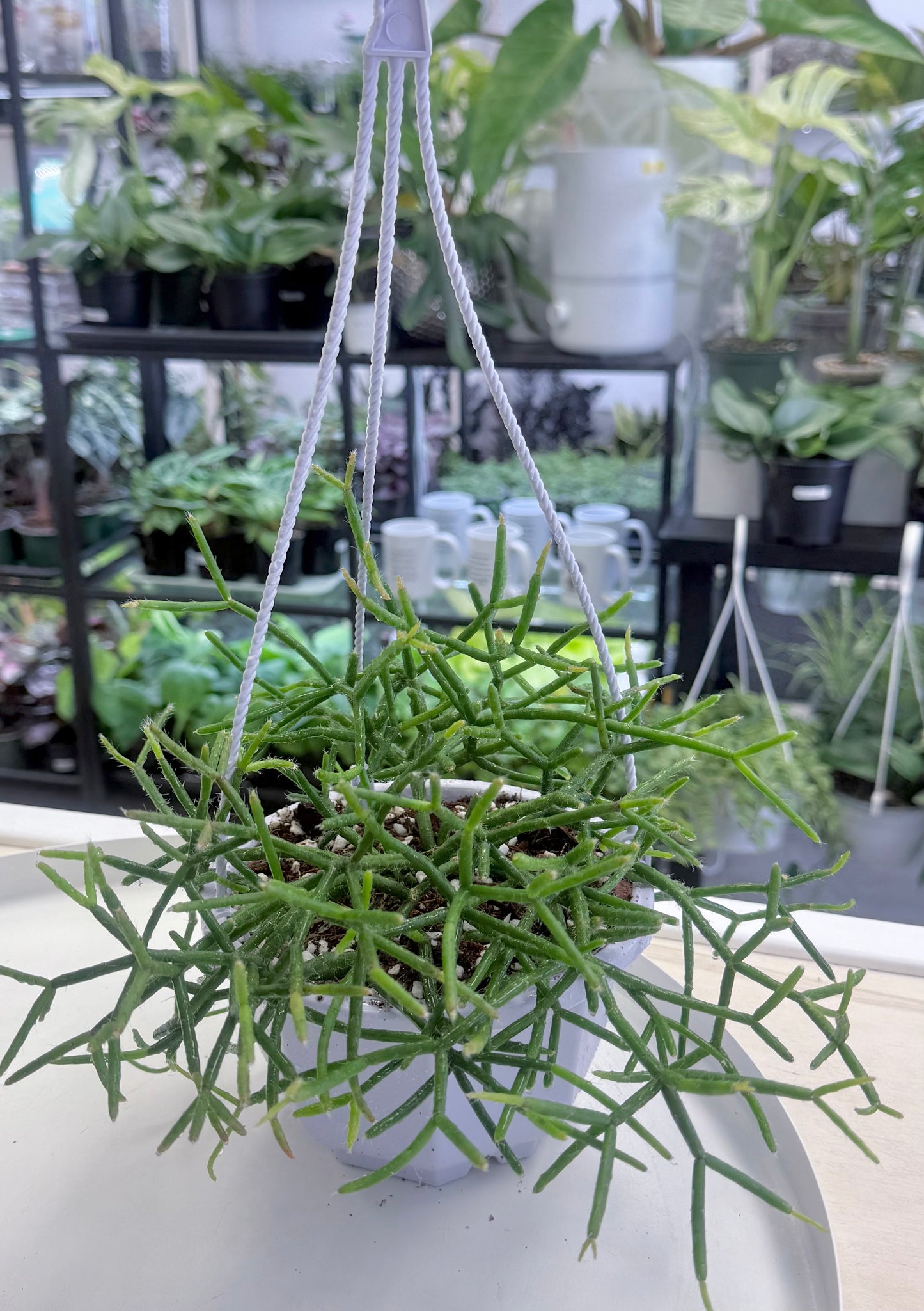 Rhipsalis baccifera | Mistletoe Cactus 6” HB