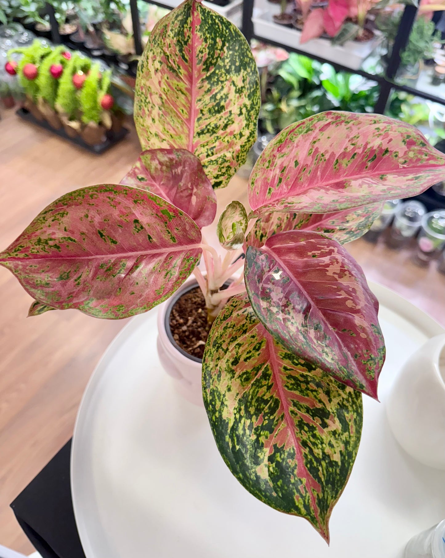 Aglaonema ‘Dee Yiam’
