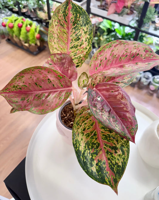 Aglaonema ‘Dee Yiam’