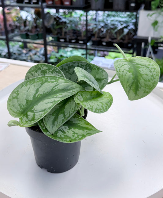 Scindapsus pictus ‘Exotica’