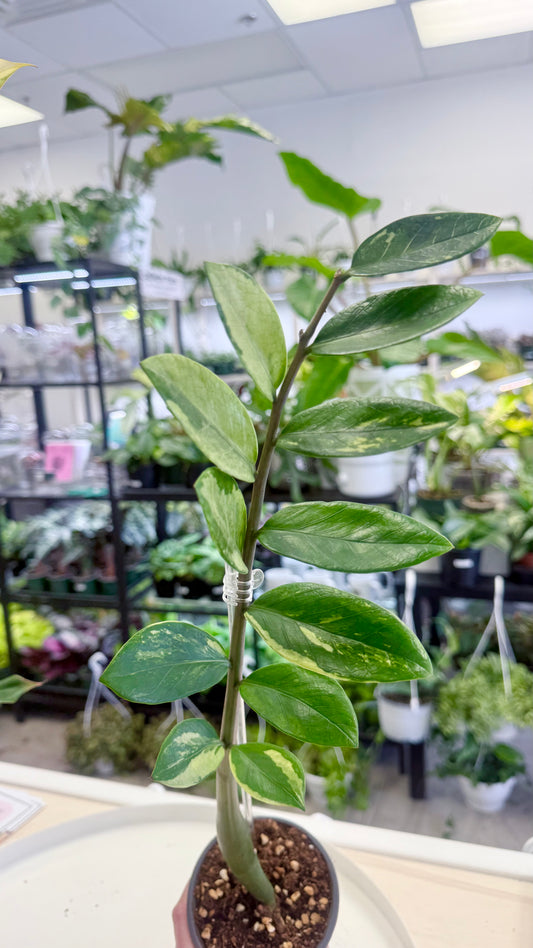 ZZ / Zamioculcas zamiifolia Variegated