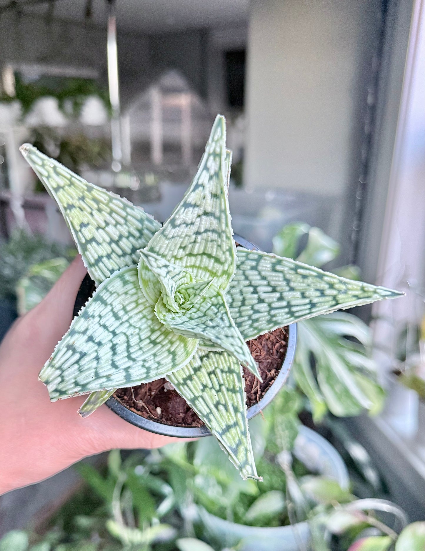 Aloe ‘Delta Lights’ 4”