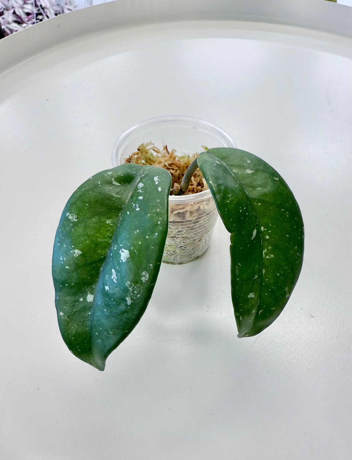 Hoya ‘Dalton Henry’ (Koko Ranch hybrid)