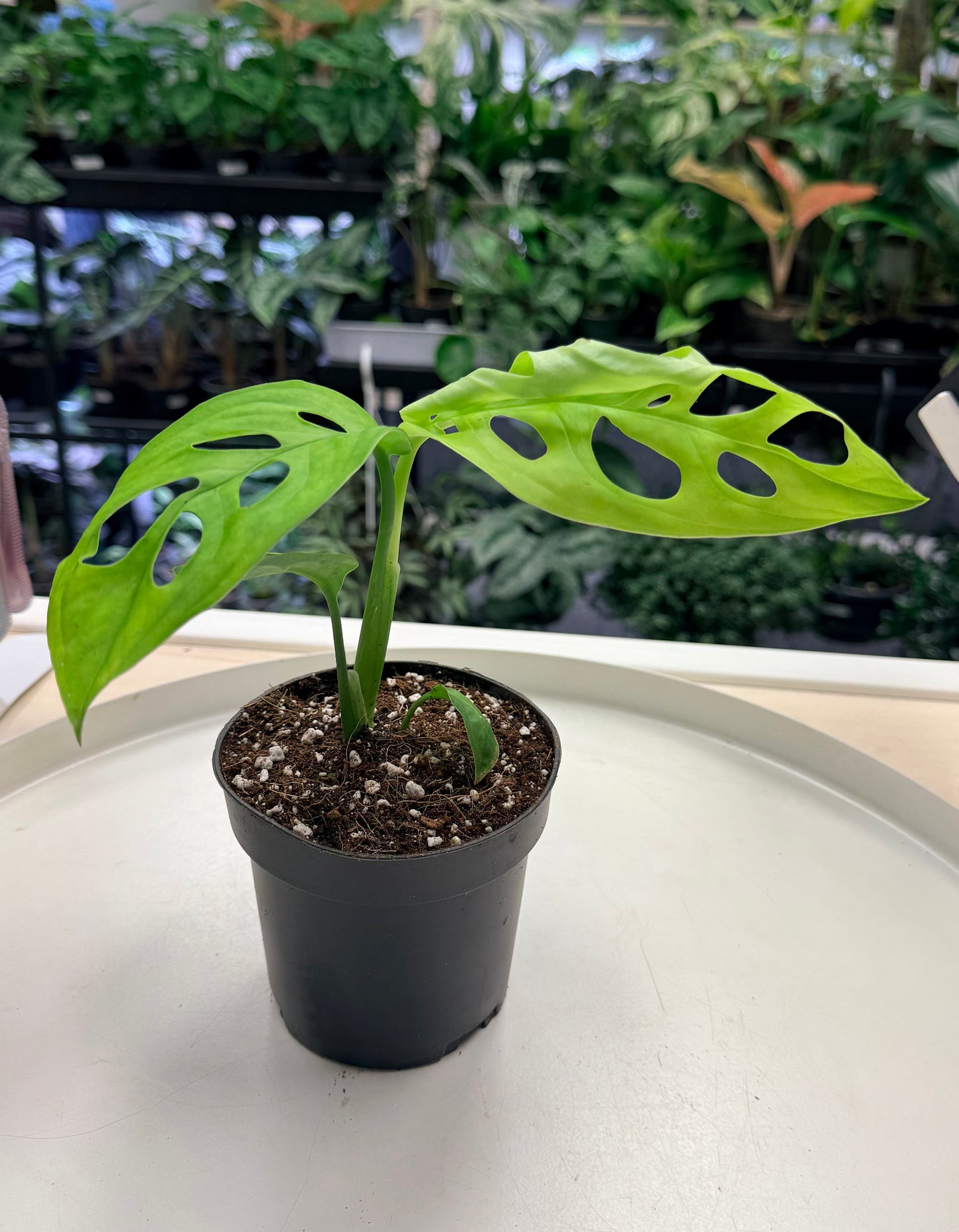 Monstera esqueleto 4”