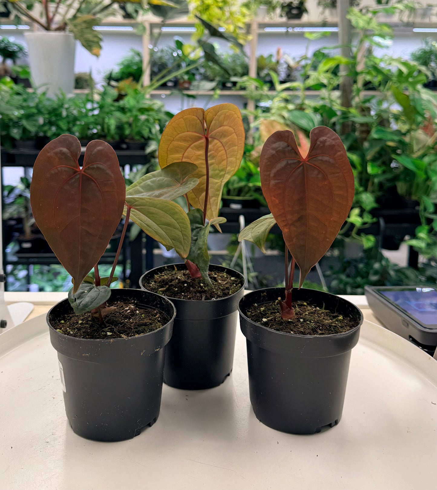 Anthurium papillilaminum x Ace of Spades 4”