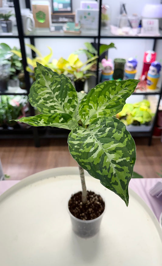 Aglaonema pictum Tricolor | Camo Plant