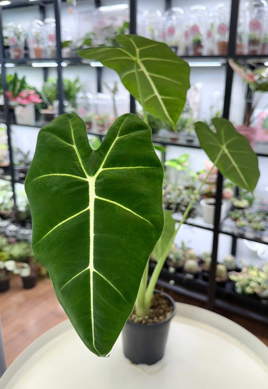Alocasia ‘Frydek’ (Green Velvet Alocasia) 4”