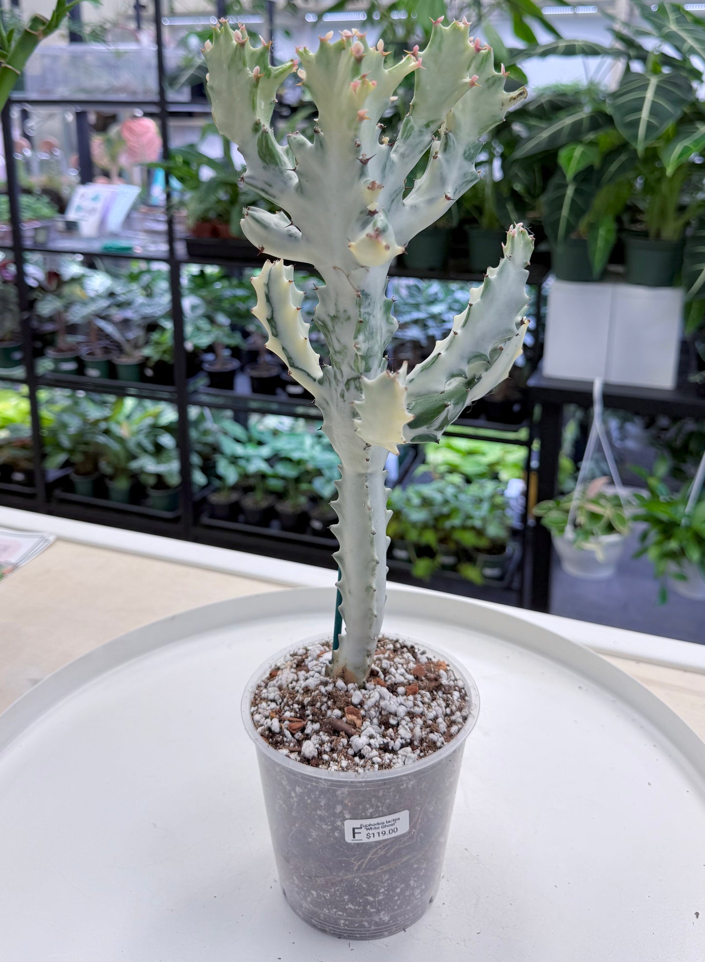 Euphorbia lactea ‘White Ghost’ |Large 15-18”