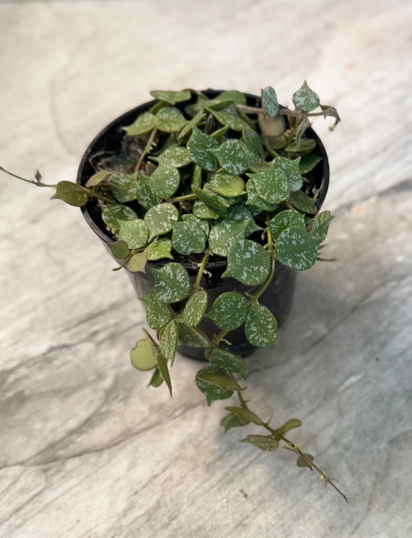 Hoya curtisii 4”