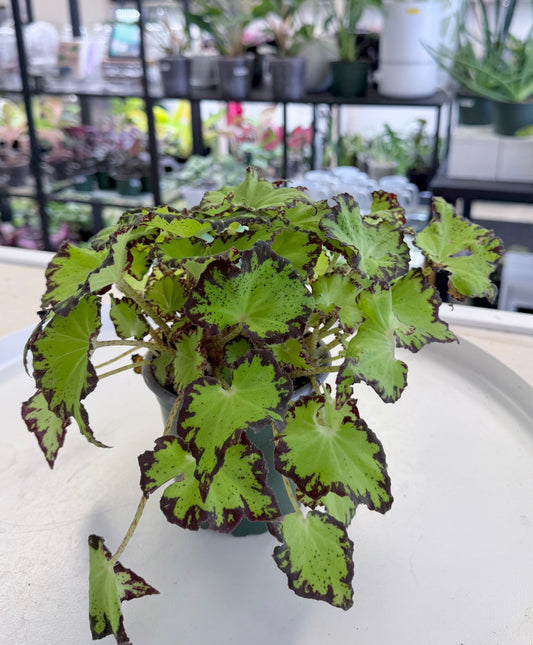 Begonia ‘Jive’