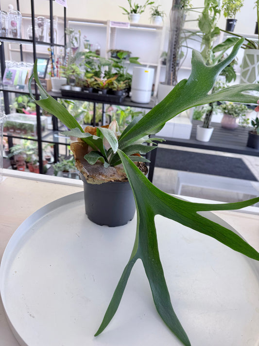 Platycerium bifurcatum | Staghorn Fern 6”