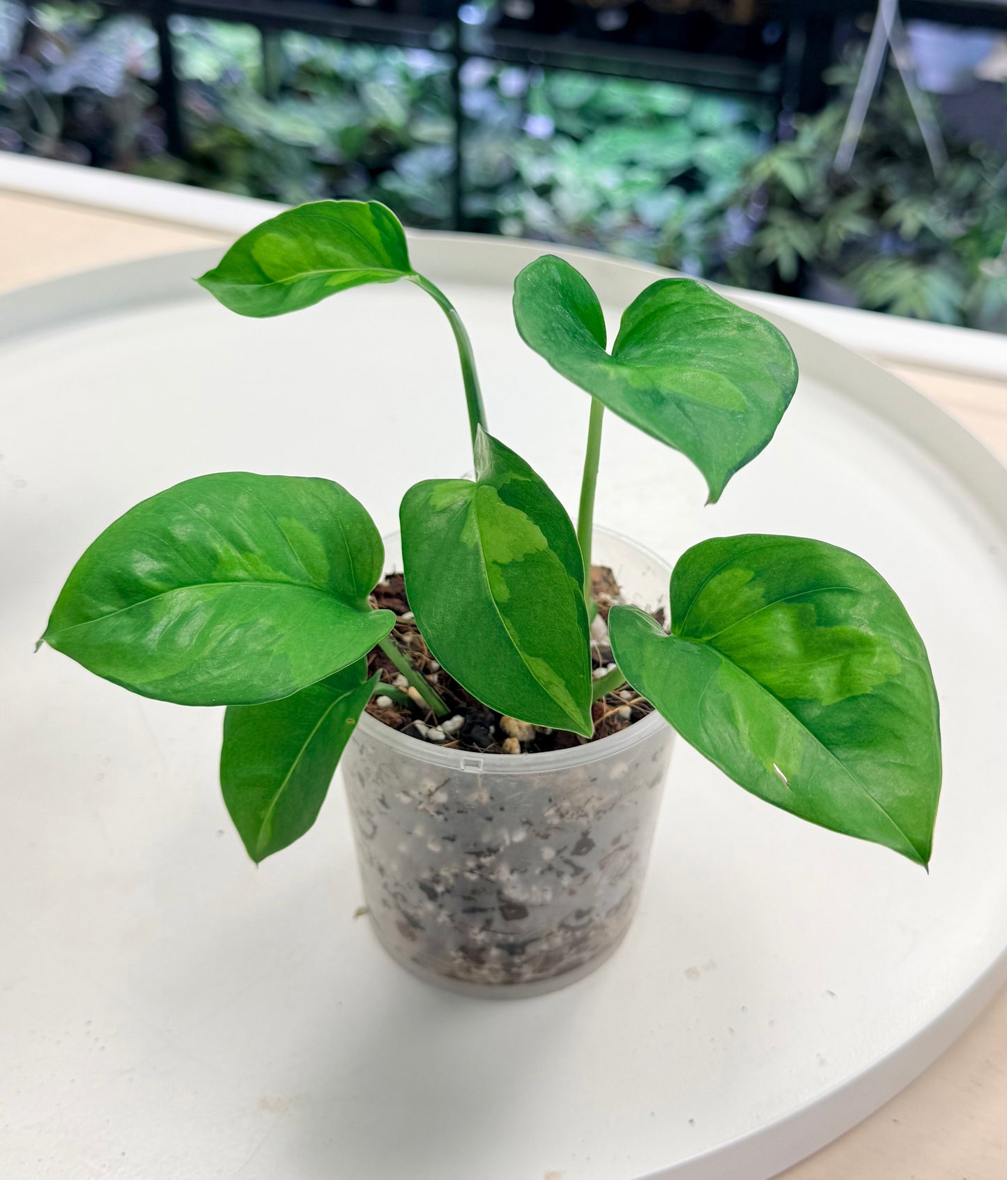 Epipremnum aureum 'Lemon Meringue'