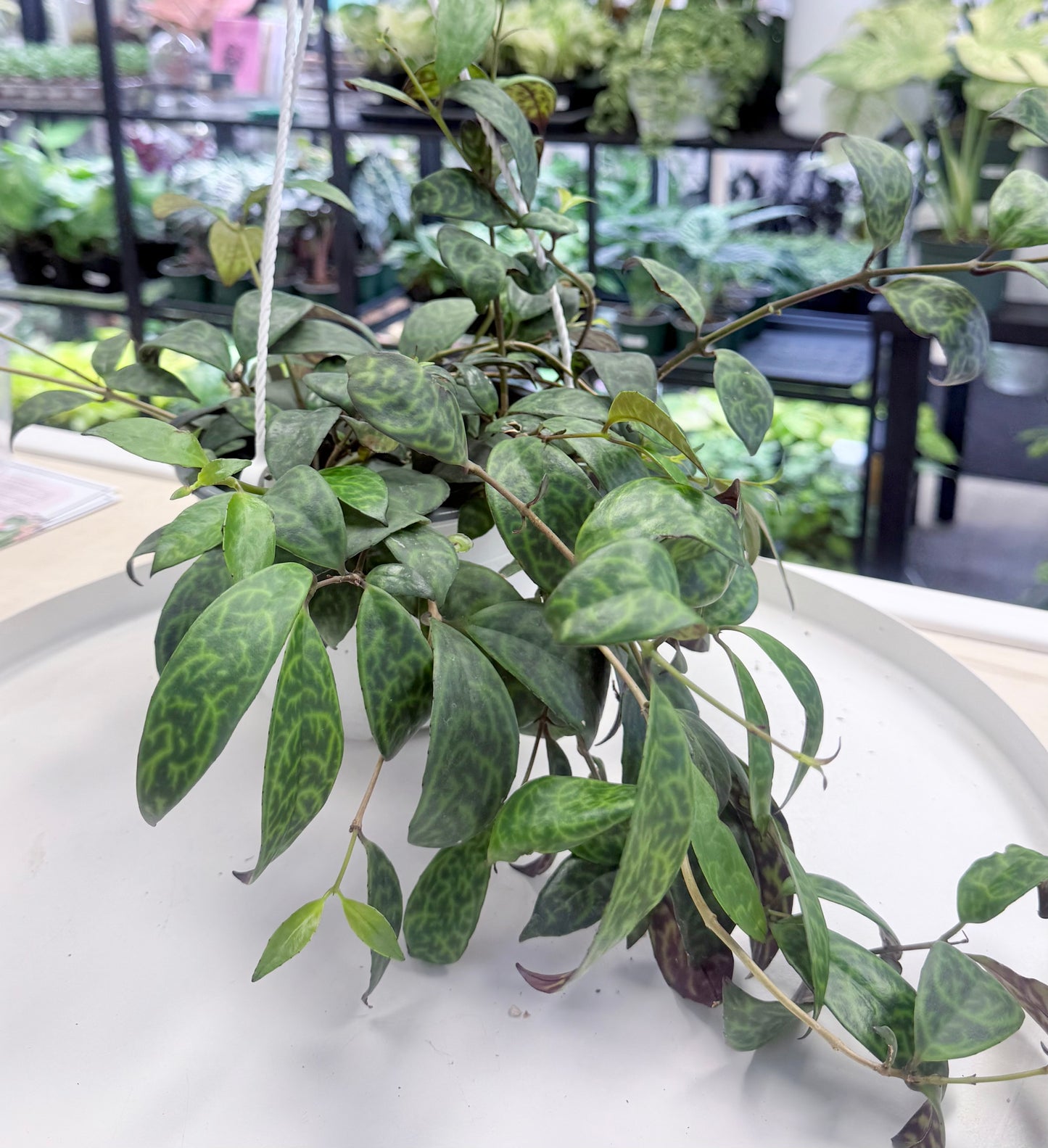 Aeschynanthus longicaulis | Black Pagoda Lipstick