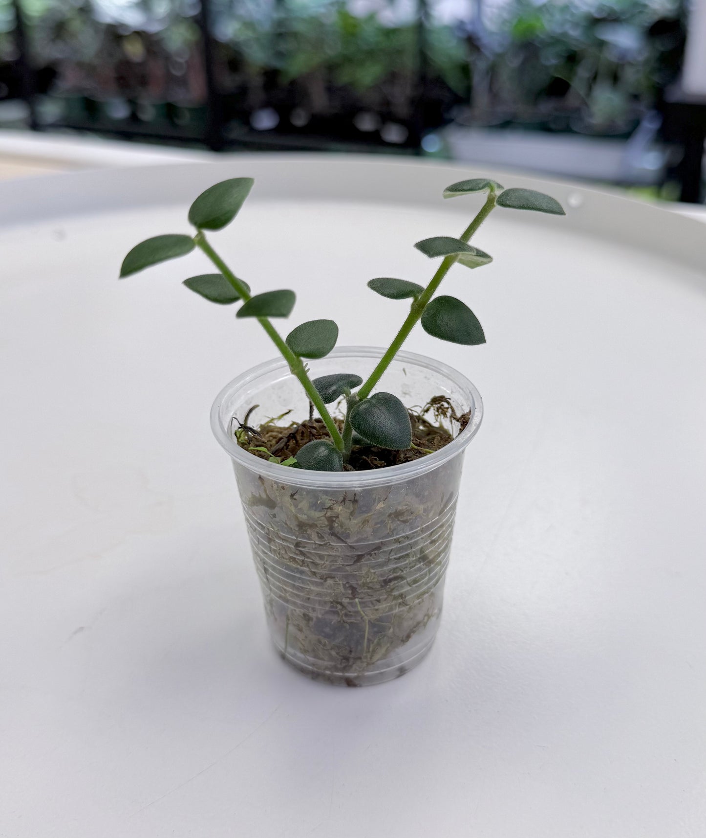 Hoya chinghungensis 2”