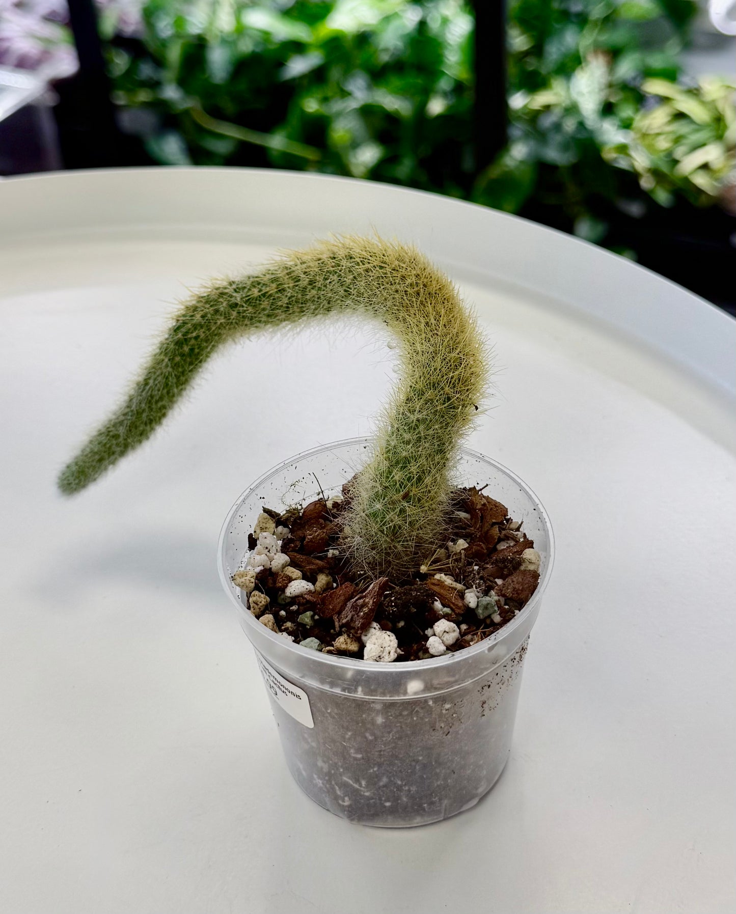 Hildewintera colademononis | Monkey Tail Cactus (Small)