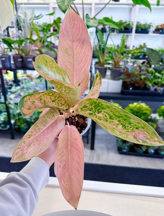 Aglaonema ‘Peach Banana’