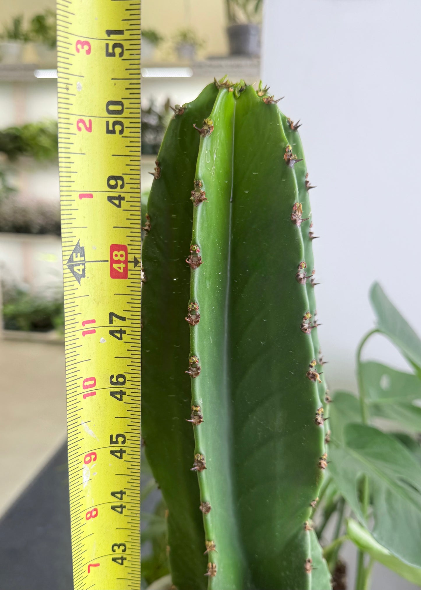 Euphorbia ingens | Candelabra Cactus XL No Ship