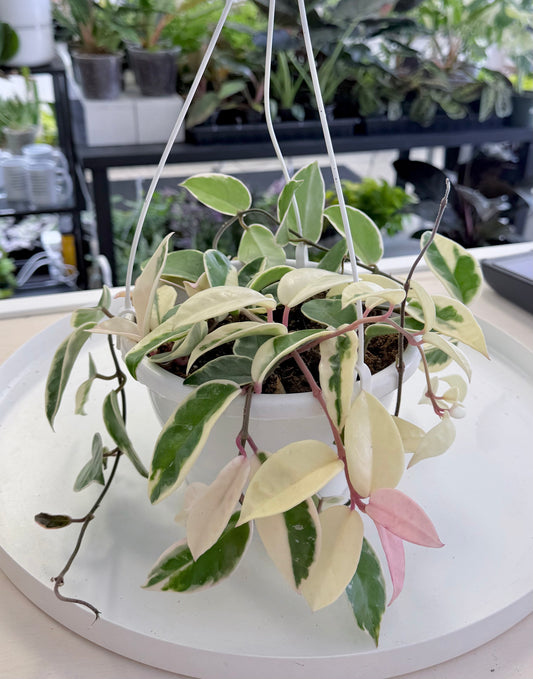 Hoya carnosa Outer Variegated | Krimson Queen | 8” HB No Ship