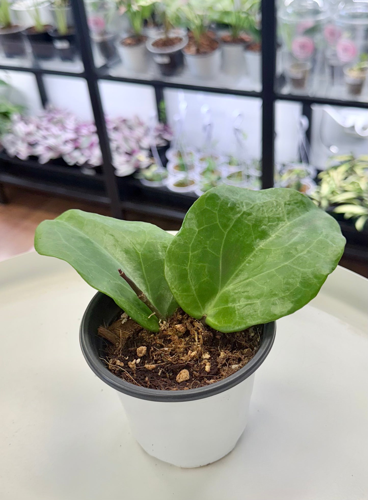 Hoya surigaoensis