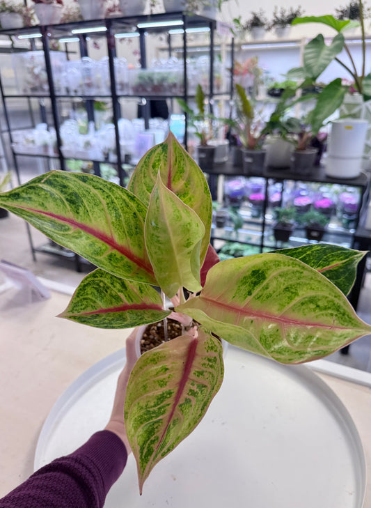 Aglaonema ‘Sung Thong’