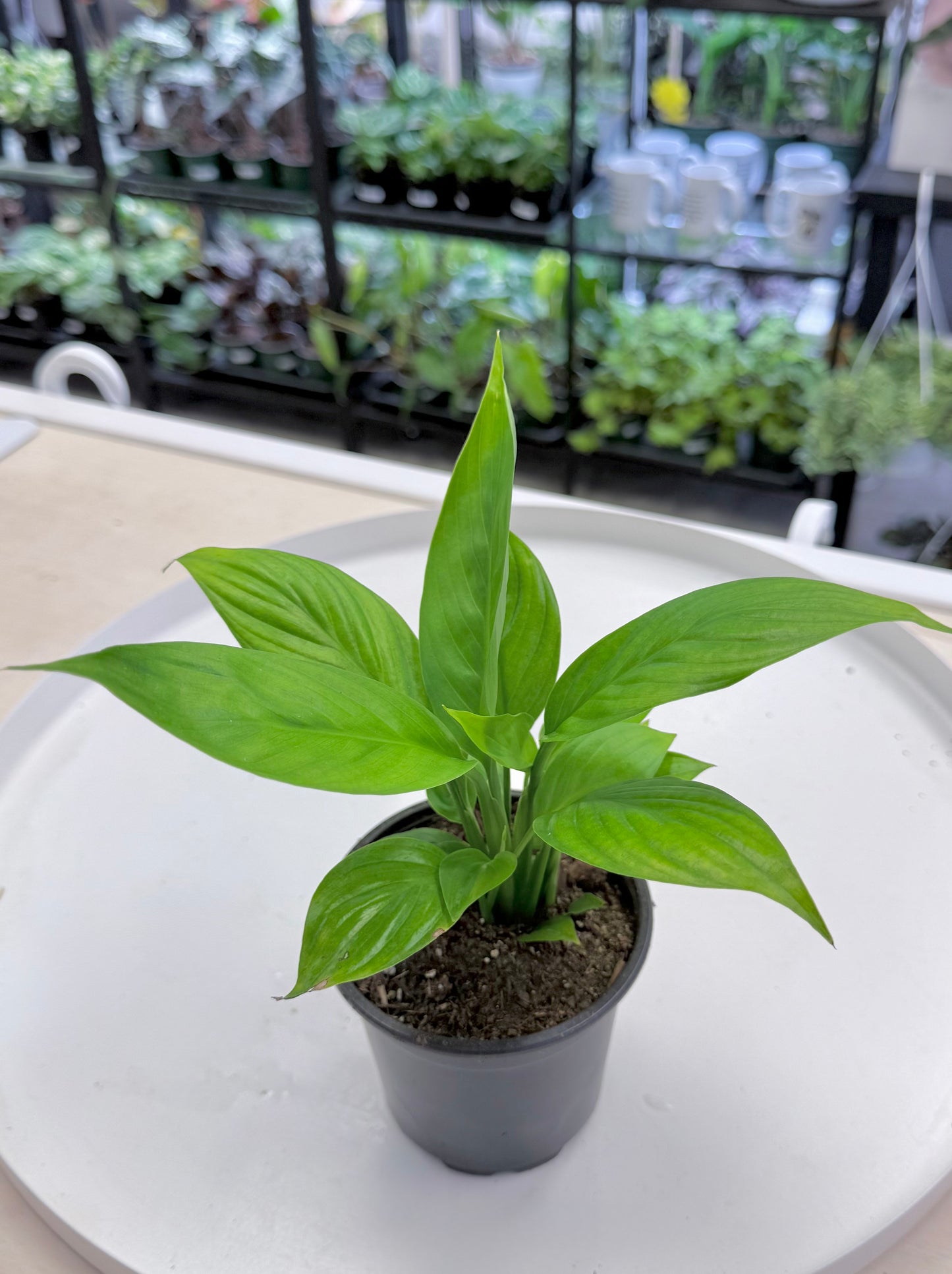 Spathiphyllum Mojo | Peace Lily Mojo 4”