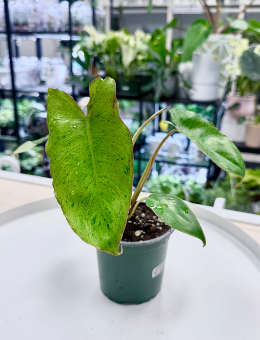 Philodendron ‘Paraiso Verde’