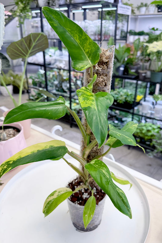 Philodendron domesticum Variegated on Moss Pole