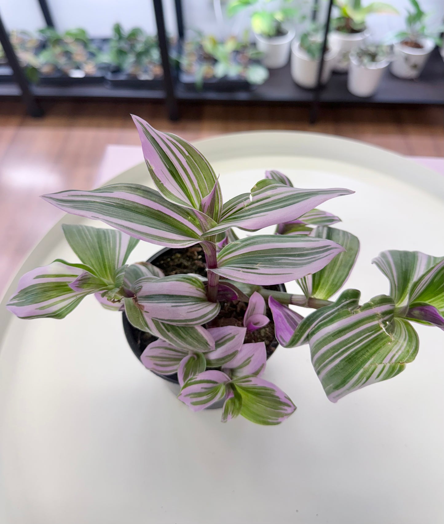 Tradescantia ‘Nanouk’ 4”