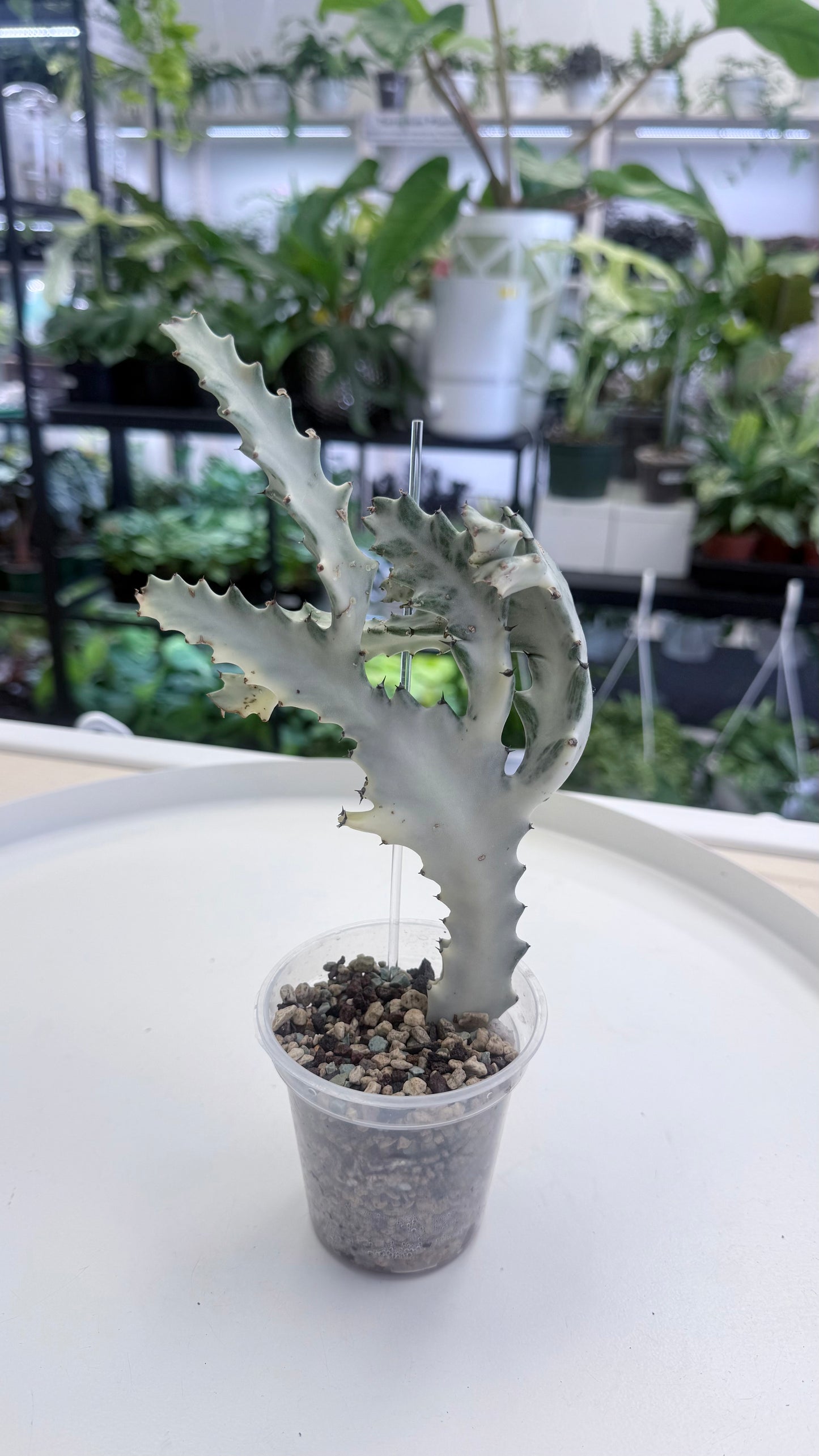 Euphorbia lactea ‘White Ghost’