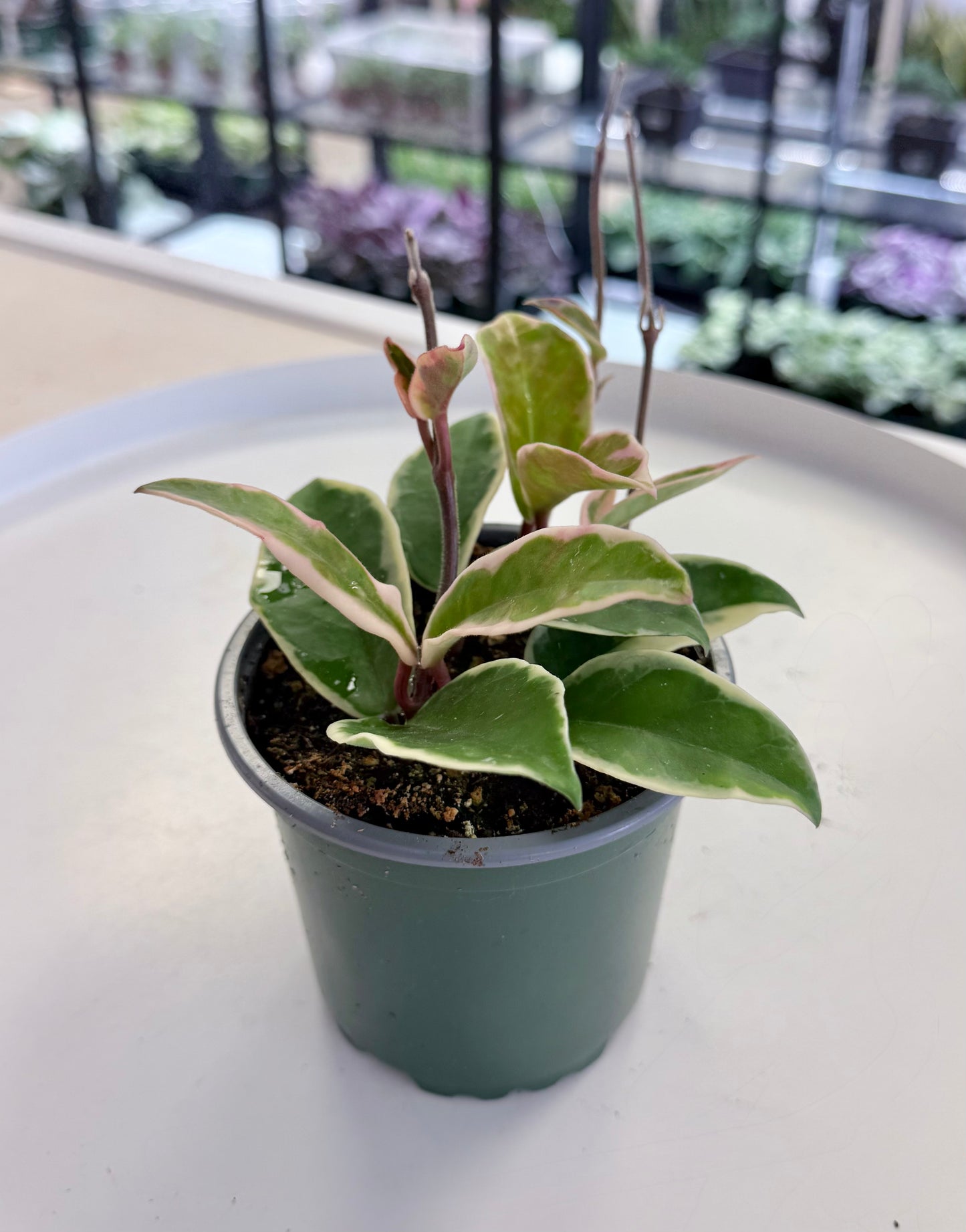 Hoya carnosa Outer Variegated | ‘Krimson Queen’ 4”