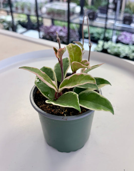 Hoya carnosa Outer Variegated | ‘Krimson Queen’ 4”