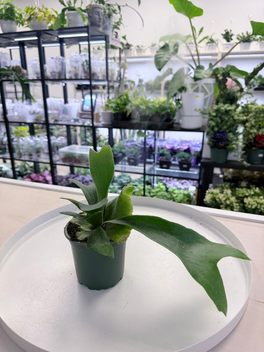 Platycerium bifurcatum | Staghorn Fern 4”