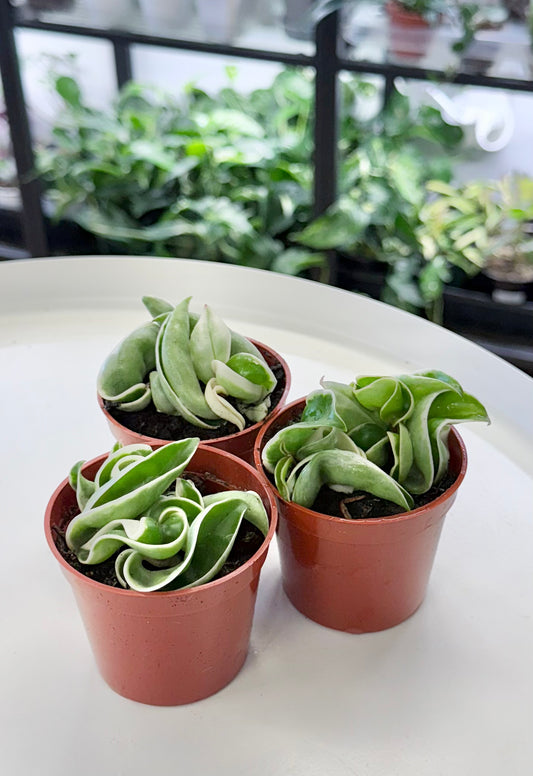 Hoya compacta Outer Variegated 2.5”