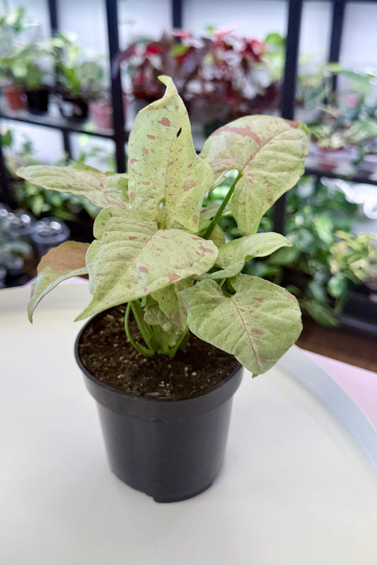Syngonium ‘Milk Confetti’ 4”
