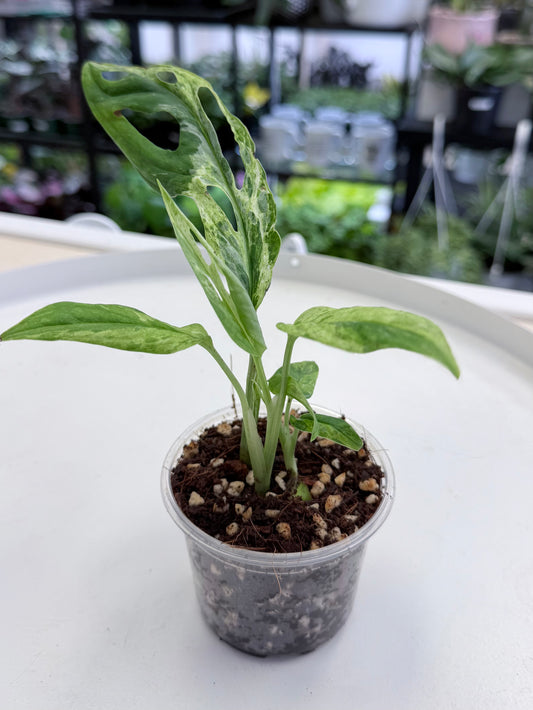 Monstera adansonii 'Indonesian Marble’