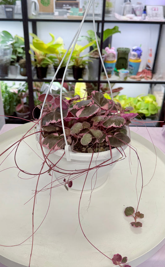 Strawberry Begonia Variegated | Saxifraga stolonifera | 8” Hanging Basket | No Ship