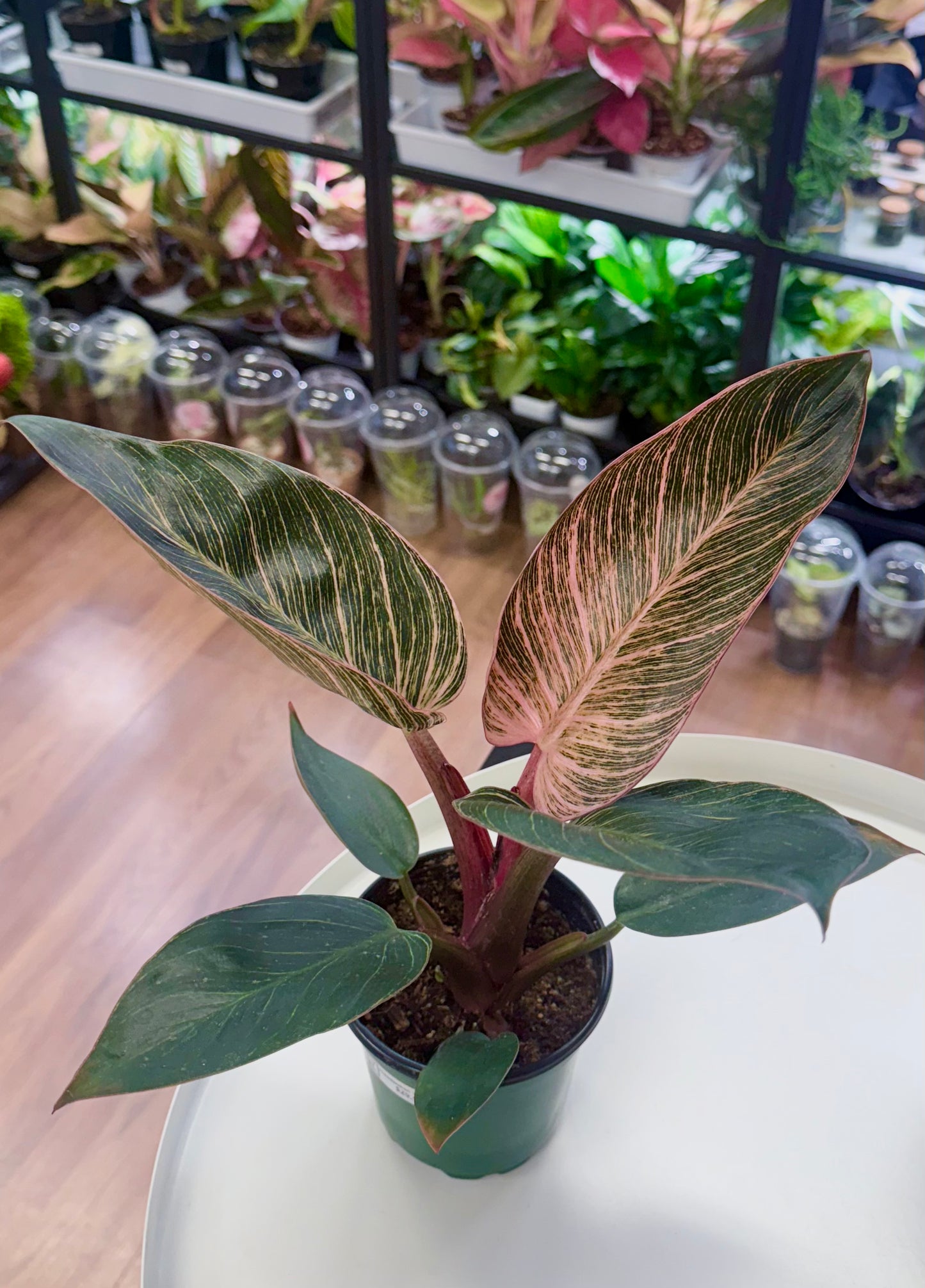 Philodendron ‘Pink Birkin’