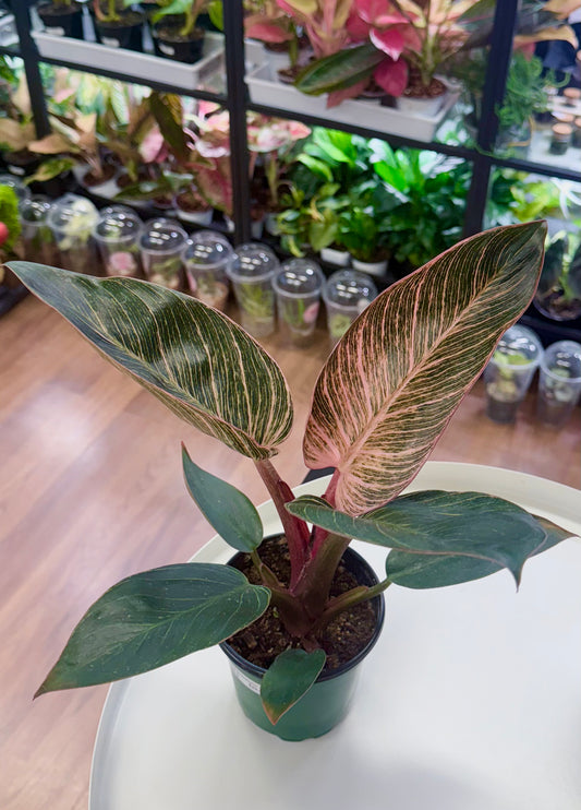 Philodendron ‘Pink Birkin’