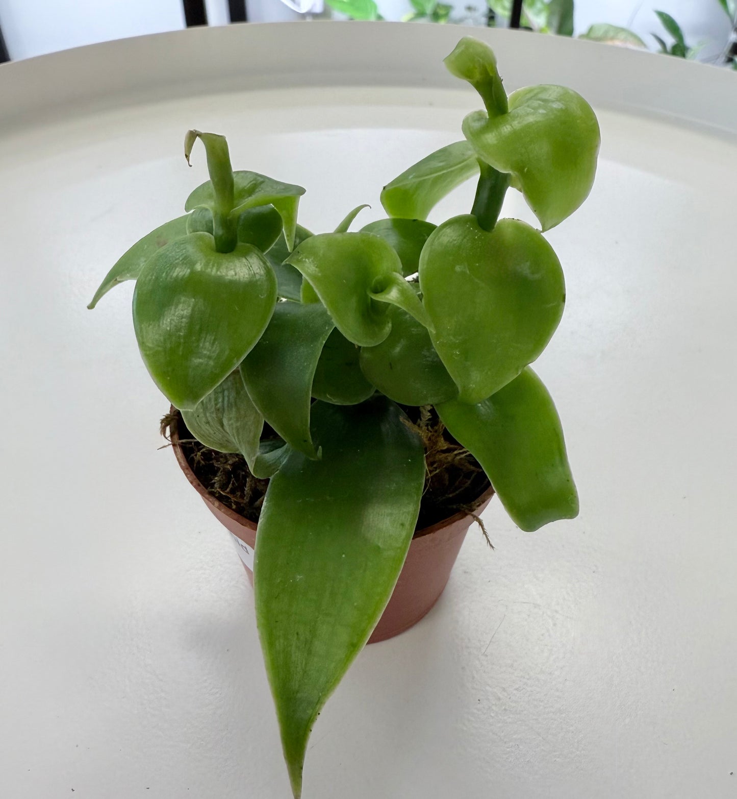 Vanilla planifolia ‘Vanilla Orchid’ 2”