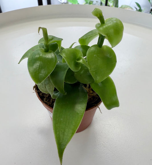 Vanilla planifolia ‘Vanilla Orchid’ 2”