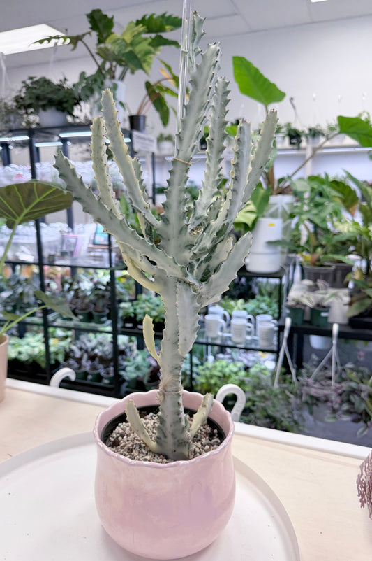 Euphorbia lactea ‘White Ghost’ |Large 22-24”