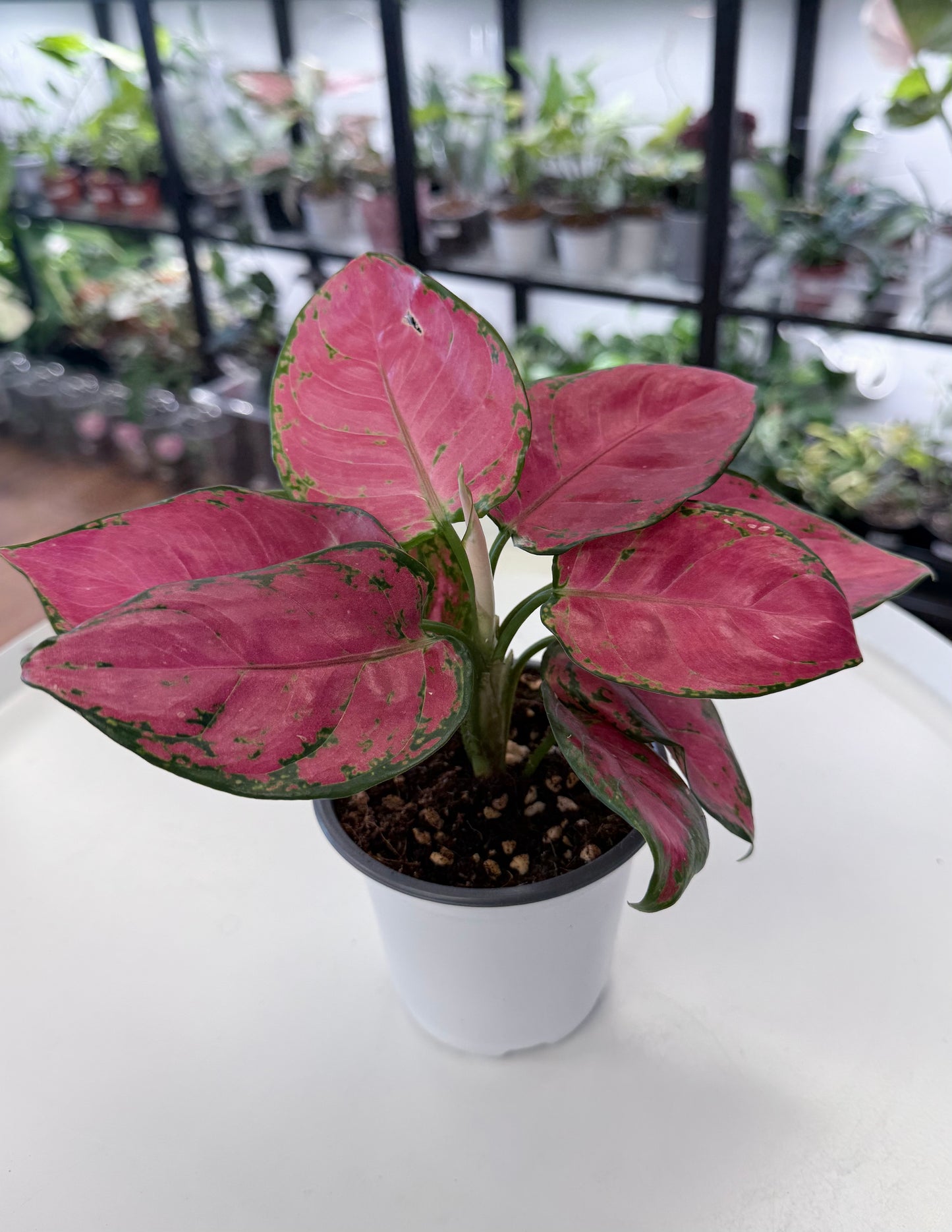 Aglaonema ‘Super Red’
