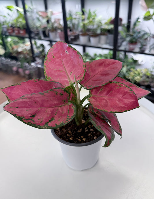 Aglaonema ‘Super Red’