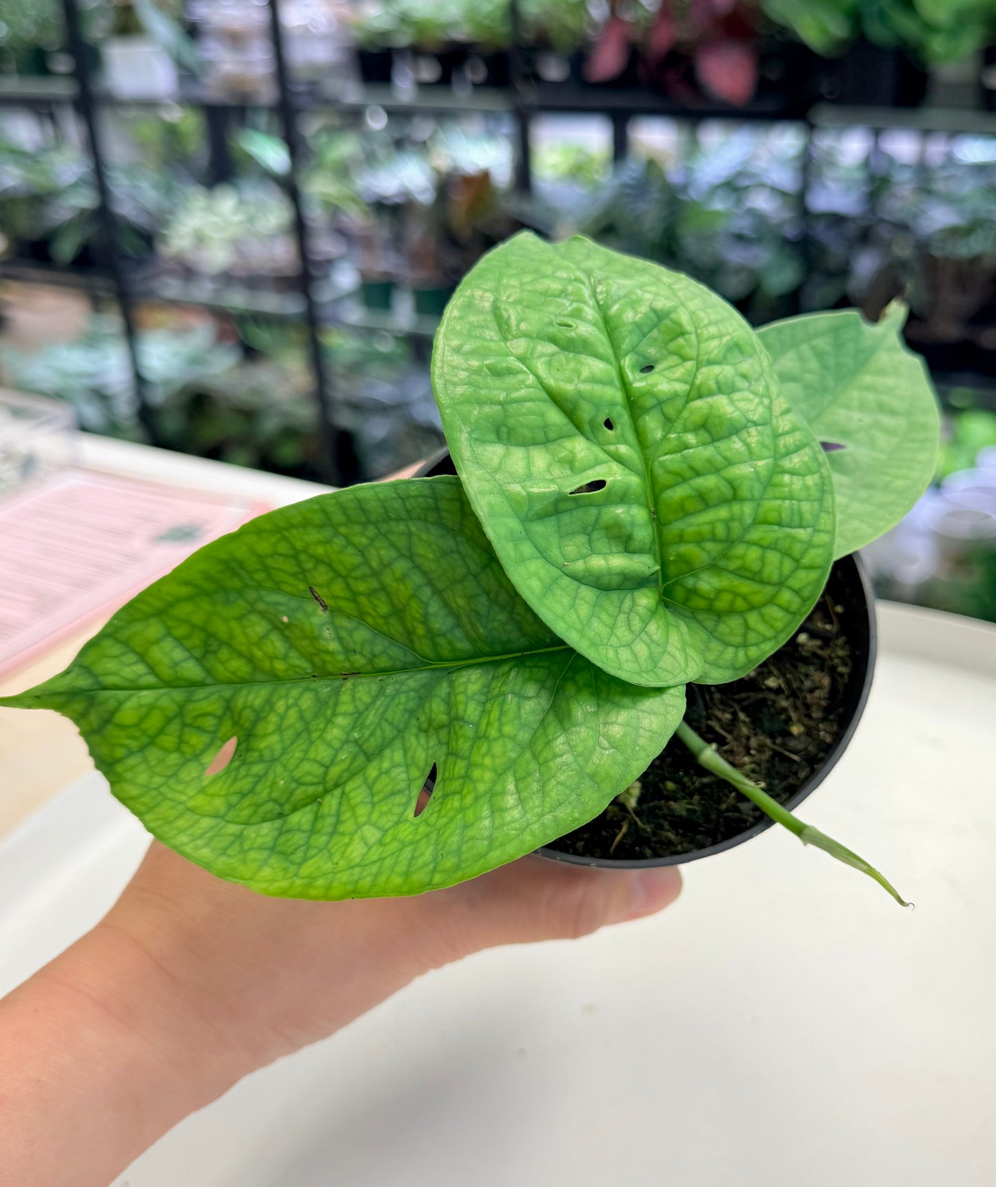 Amydrium medium 'Silver' | Spiderman Monstera 4"