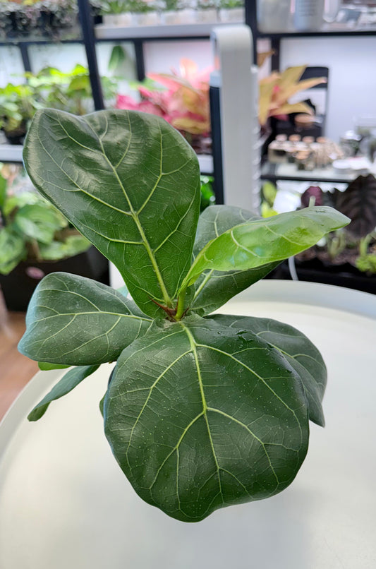 Ficus Lyrata | Fiddle Leaf Fig 4”