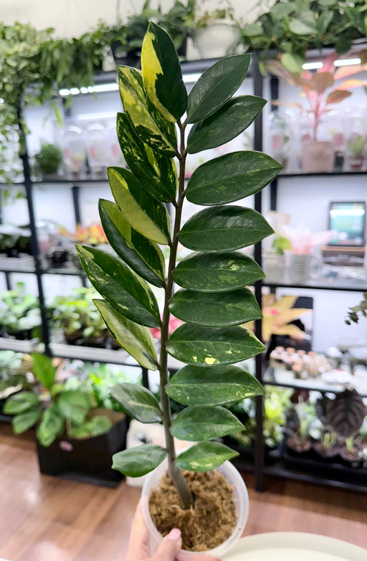 ZZ / Zamioculcas zamiifolia variegated