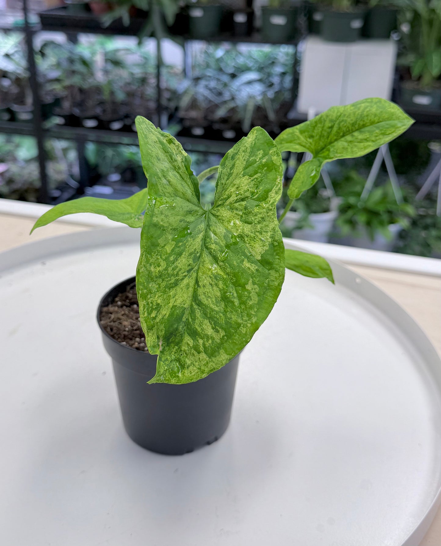 Syngonium ‘Mojito’ 4”