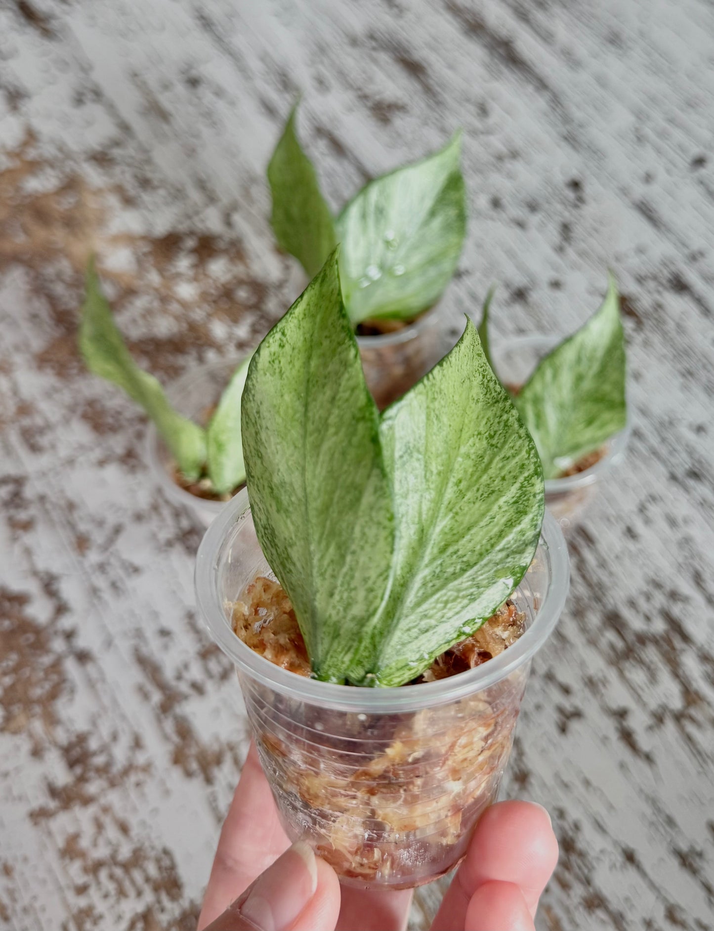 Hoya polyneura ‘Silver’