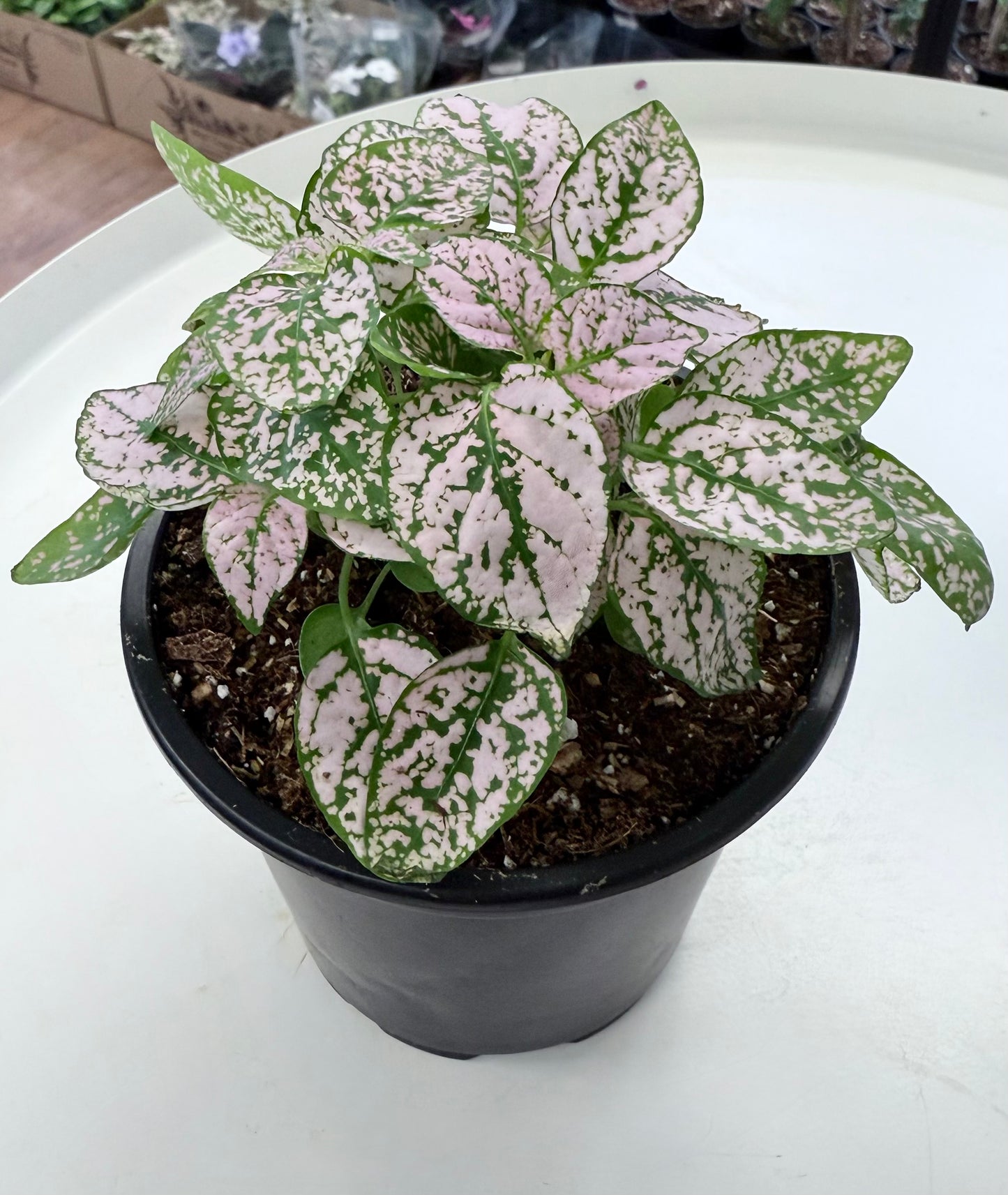 Hypoestes phyllostachya | Pink Polka Dot